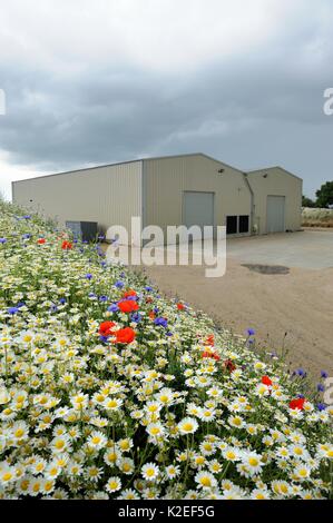 Banca di fiori selvatici compresi senza profumo (mayweed Matricaria perforater) piantate su spoilheap dai nuovi edifici agricoli Norfolk, Regno Unito, Giugno Foto Stock