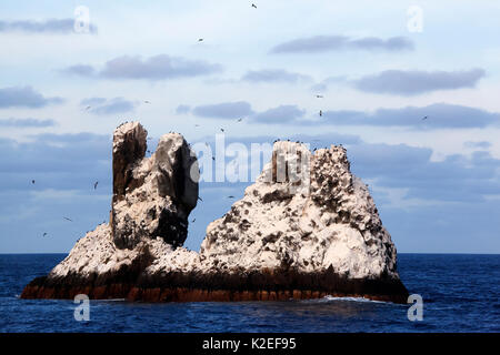 Roca Partida isolotto Revillagigedo Arcipelago Riserva della Biosfera / Archipielago de Revillagigedo Patrimonio Naturale dell'UNESCO (Socorro isole), Oceano Pacifico, Messico occidentale, Gennaio Foto Stock