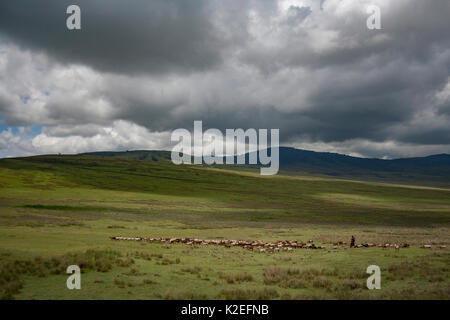 Pastore masai Ngorongoro Conservation Area, Tanzania. Marzo 2008 Foto Stock