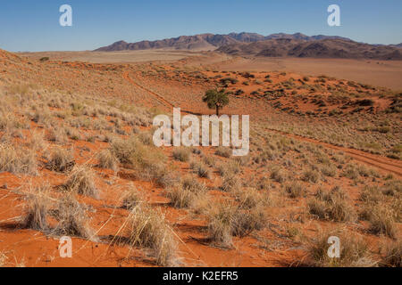 Strada sterrata avvolgimento attraverso le dune di sabbia di Orange, ferro-ricco terreno. Namib Desert, Namibia. Crop. Febbraio 2015 Foto Stock