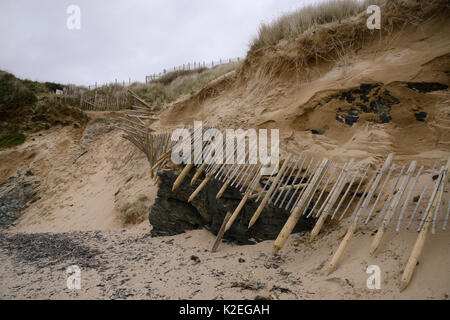 Dune di sabbia pesantemente eroso e griglia di protezione lasciata sospesa dalle tempeste invernali e picchi di marea, Daymer Bay, Trebetherick, Cornwall, Regno Unito, marzo 2014. Foto Stock