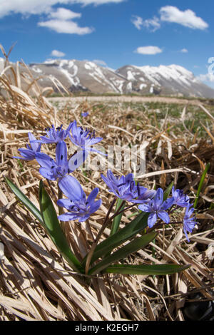 Alpine squill (Scilla bifolia) Gran Sasso, Abruzzo, Italia. Aprile. Foto Stock