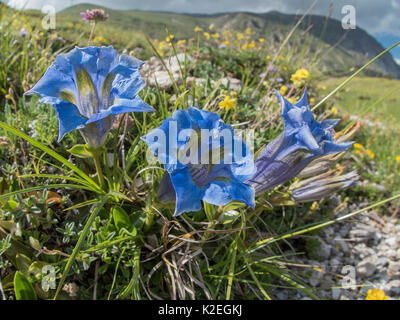 In appennino tromba genziana (Gentiana dinarica) sulle pendici del Monte Vettore, Umbria, Italia, Maggio. Foto Stock