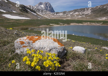 Eugenia di pansy (Viola eugeniae) una endemica appenninica fotografata sul Campo Imperatore, Abruzzo, Italia, Aprile. Foto Stock