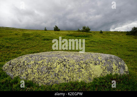 Il panorama su Mont-Lozere, il parco nazionale di Cevennes, Francia, Luglio. Foto Stock