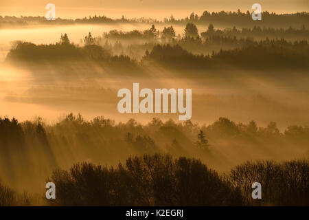 Nebbia di mattina su campagna, Vosges, Francia, Novembre. Foto Stock