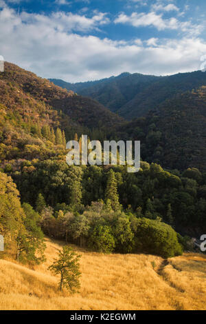 I colori autunnali nella valle Kaweah a Buckeye piana, Sequoia National Park, California, USA, settembre. Foto Stock