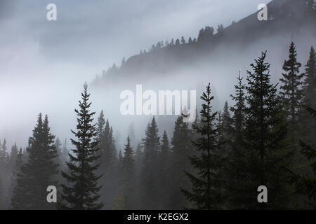 Alberi di pino nella nebbia a Alpe de Lerosa, montagne dolomitiche, Provincia di Belluno, Veneto, Italia Foto Stock