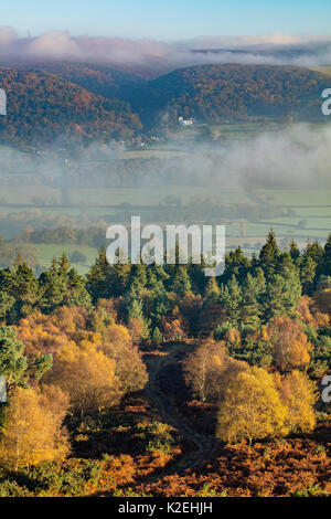 Alberi autunnali nei pressi di Webber's Post, con nebbia appesa sopra il Holnicote Estate, il Parco Nazionale di Exmoor, Somerset, Inghilterra, Regno Unito, novembre 2015. Foto Stock