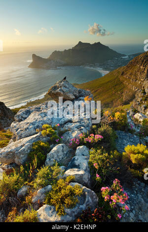 Hout Bay, dal Table Mountain National Park, Western Cape, Sud Africa, dicembre 2014. Foto Stock