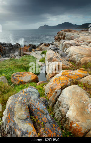 Capo di Buona Speranza a rocce nere, Cape Point, Sud Africa, dicembre 2014. Foto Stock