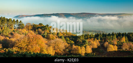 I colori autunnali nei pressi di Webber's Post, con nebbia appesa sopra il Holnicote Estate, il Parco Nazionale di Exmoor, Somerset, Inghilterra, Regno Unito, novembre 2015. Foto Stock