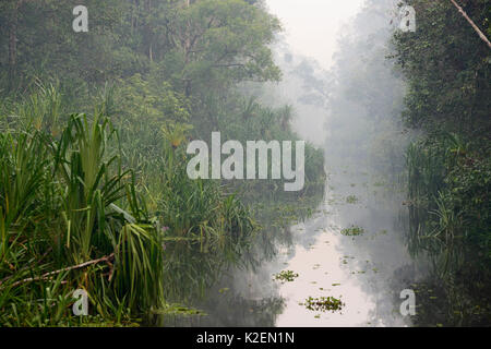 Fiume Sekonyer con fumo in aria da un illecito di incendio di foresta, Tanjung messa National Park, Indonesia, centrale provincia di Borneo, Kalimantan centrale, ottobre 2015. Foto Stock