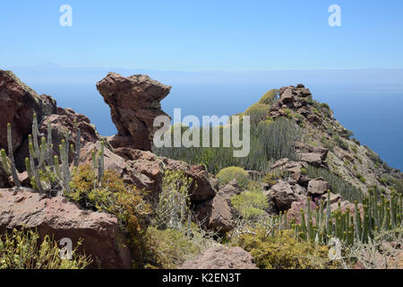 Isola Canarie / euforbia Hercules club (Euphorbia canariensis) stand ed altri L E EUFORBIE tra le rocce vulcaniche nelle montagne costiere di Tamadaba parco naturale. Gran Canaria Riserva della Biosfera dall'UNESCO, Gran Canaria Isole Canarie. Giugno 2016. Foto Stock