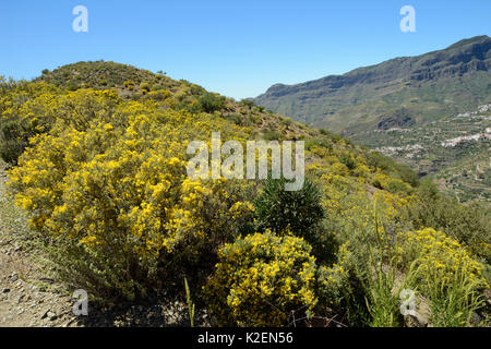 Fioritura Gran Canaria ginestra (Teline microphylla) boccole copertura pendio di montagna. Gran Canaria Riserva della Biosfera dall'UNESCO, Gran Canaria Isole Canarie. Maggio 2016. Foto Stock