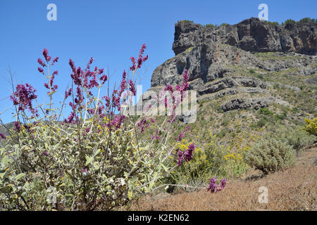 Isola Canarie salvia (Salvia canariensis) ammassarsi fioritura sotto una roccia vulcanica faccia, Gran Canaria Riserva della Biosfera dall'UNESCO, Gran Canaria Isole Canarie. Maggio 2016. Foto Stock