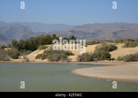 La Charca laguna, un'oasi all'interno di una vasta area di dune di sabbia, Maspalomas. Gran Canaria, Riserva della Biosfera dall'UNESCO, Gran Canaria. Isole Canarie. Maggio 2016. Foto Stock