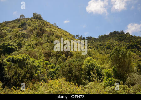 Montane alloro / Foresta Laurissilva residuo, Los Tilos de Moya, Doramas Parco Rurale, Gran Canaria Riserva della Biosfera dall'UNESCO, Gran Canaria Isole Canarie. Giugno 2016. Foto Stock