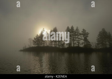 Pino silvestre (Pinus sylvestris) nella nebbia sulla riva del Loch Beinn a' Mheadhoin presso sunrise, Glen Affric, Highlands, Scozia, novembre 2014. Foto Stock