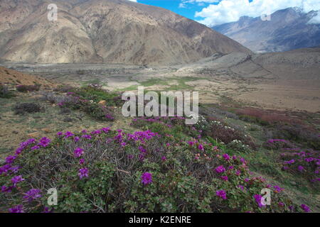 Fiori di rododendro rododendro (sp) Monte Makalu, Mount Qomolangma National Park, Dingjie County, Tibet, Cina. Maggio Foto Stock