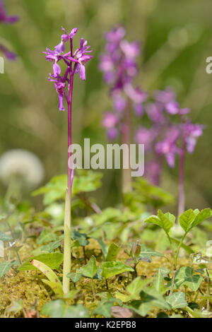 Gruppo di primi orchidee viola (Orchis mascula) fioritura in antichi boschi, GWT inferiore riserva boschi, Gloucestershire, Regno Unito, maggio. Foto Stock