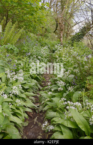 Percorso boschivo orlata di aglio selvatico / Ramsons (Allium ursinum) e Bluebells (Hyacinthoides non scripta / Endimione non scriptus), vicino a Bude, Cornwall, Regno Unito, Aprile. Foto Stock