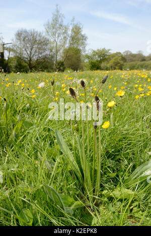 Ribwort piantaggine (Planzago lanceolata) fioritura in un prato di fieno al fianco di Prato renoncules (Ranunculus acris) e il tarassaco (Taraxacum officinale), Wiltshire, Regno Unito, maggio. Foto Stock