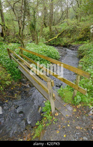 Il sentiero ponte su un flusso di bosco orlata di aglio selvatico / Ramsons (Allium ursinum), Kilkhampton, Cornwall, Regno Unito, maggio. Foto Stock