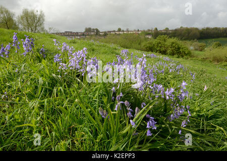 Grumi di spagnolo (bluebell Hyacinthoides hispanica), una specie invasive NEL REGNO UNITO, fioritura sui rifiuti urbani terra, Salisbury, Regno Unito, Aprile. Foto Stock