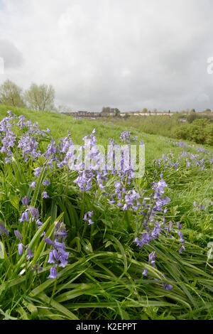 Grumi di spagnolo (bluebell Hyacinthoides hispanica), una specie invasive NEL REGNO UNITO, fioritura sui rifiuti urbani terra, Salisbury, Regno Unito, Aprile. Foto Stock