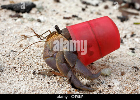 Terrestre granchio eremita, variabilis brevimanus, utilizzando una bottiglia di rosso cappuccio come un guscio protettivo invece del solito mollusco shell. Foto Stock