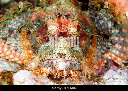 Tasseled scorfani, noto anche come piccola scalata scorfani, Scorpaenopsis oxycephala. In prossimità della faccia e bocca.Tulamben, Bali, Indonesia. Foto Stock