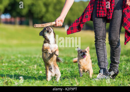 Giovane donna gioca con un pekinese-chihuahua ibrido e un chihuahua sul prato Foto Stock