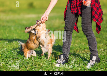 Giovane donna gioca con due cani di piccola taglia sul prato Foto Stock