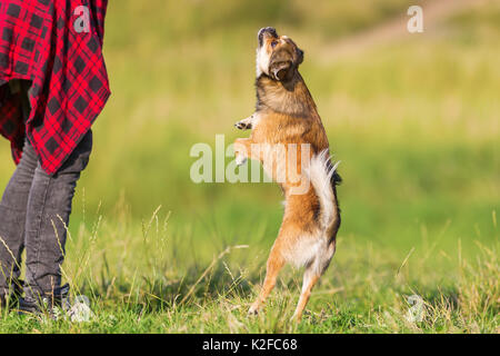 Immagine di una giovane donna che sta giocando con un pekinese-chihuahua hybrid all'aperto Foto Stock