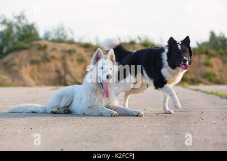 Ritratto di un Border Collie e un bianco pastore tedesco che sono giacenti su asfalto Foto Stock