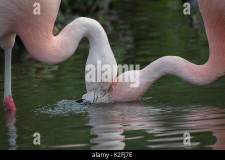 In prossimità della testa di ritratti di due Fenicotteri cileni phoenicopterus chilensis alimentazione in acqua molto ravvicinati Foto Stock