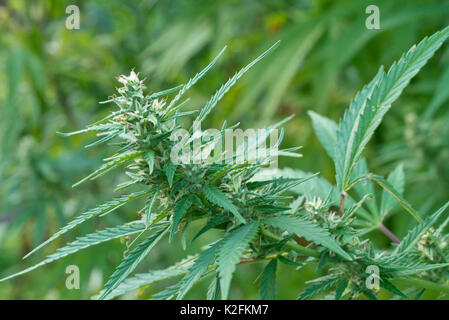 Canapa (Cannabis sativa var. spontanea) con fiori femminili Foto Stock