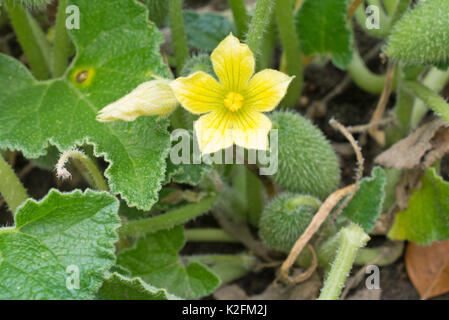 Schizzo cetriolo (ecballium elaterium) Foto Stock