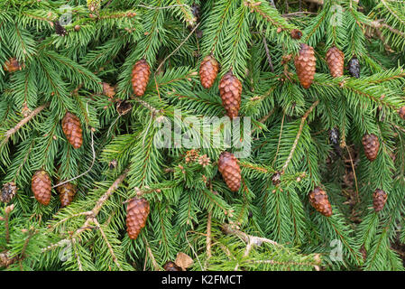 Comune nana abete (picea abies 'acrocona nana") Foto Stock