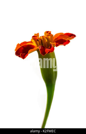 Fiore calendula (Calendula officinalis) isolato su uno sfondo bianco. Il fuoco selettivo, la profondità di campo Foto Stock