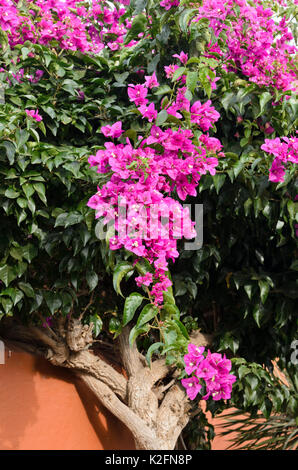 Bouganvillea Foto Stock