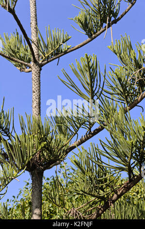 Isola Norfolk pine (araucaria heterophylla) Foto Stock