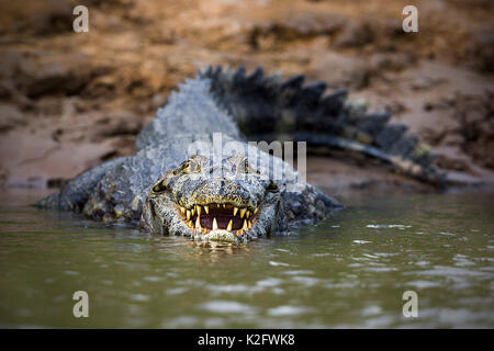 Caimano Yacare da rio cuibà. Rio cuiabà, Mato Grosso do Sul; Pantanal. Mato Grosso do Sul, Brasile. Foto Stock