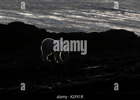 Orso polare nella luce di RIM; Kvitoya isola, Orientale Svalbard, Oceano Artico, Norvegia. Foto Stock