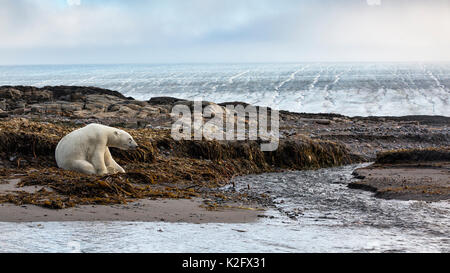 Isola Kvitoya, Orientale Svalbard, Oceano Artico, Norvegia. Foto Stock