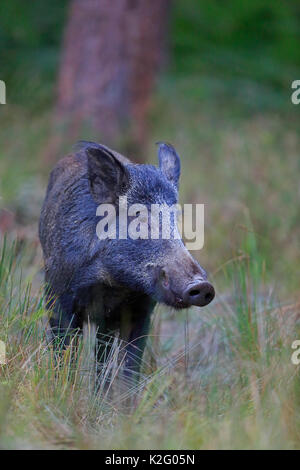 Il Cinghiale nella foresta di dea Foto Stock