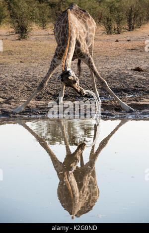 Una giraffa di bere da un waterhole in Savuti rea di Chobe National Park Foto Stock