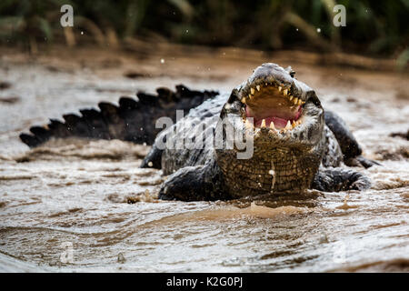 Caimano Yacare da rio cuibà.Rio cuiabà, Mato Grosso do Sul; Pantanal; brasil Foto Stock