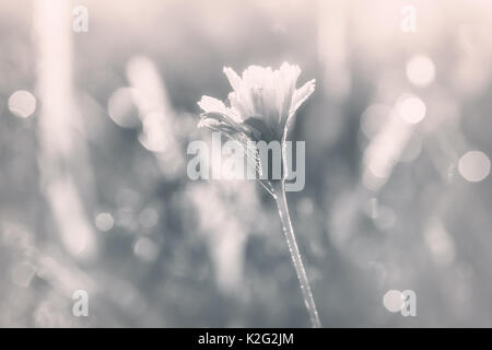Artistiche foto in bianco e nero di un millefiori. soft focus, colori pastello, toni caldi. Foto Stock